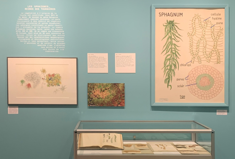 SPECIMENS 24 – NATUREUM